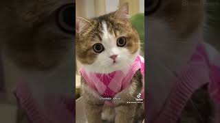 Beautiful smart cat#cute#funny#cat #catlover#kitten#trending#tiktok#fyp #fypシ゚viral #foryou#explore