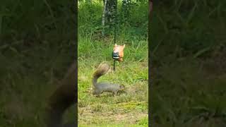 Wonder what I'm doing? #training #squirrel #horsehead Horseheads #feeder