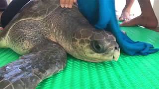 Randall Arauz - Why We Monitor Sea Turtles