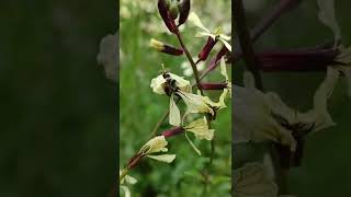 Wilde Rauke blühen lassen als Bienenweide