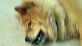 Funny Dog, Stormy , the Chow, hates camera.