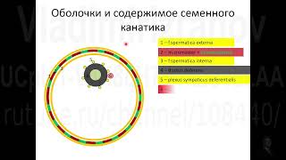 Общая анатомия органов мошонки. Лекция для курсантов ПП УЗД. Запись 2022 12 23 13 07 04