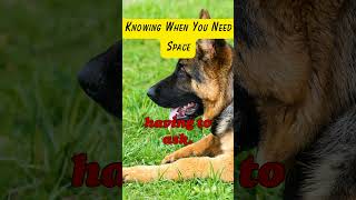 Mind-Blowing German Shepherd Intelligence! | Knowing When You Need Space Fact #shorts