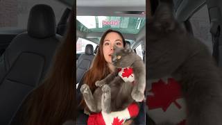 Scotty the cat travels from Canada to the USA #cat #catlover #pets #cute