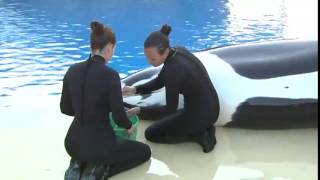 Ever seen orca milking?