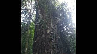 Peroba Rosa gigante em São jose da Boa Vista pr