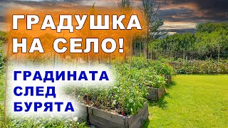 ЖИВОТ НА СЕЛО. Градината след бурята! Грижа за зеленчуци след градушка: Съвети за възстановяване.