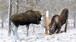 ОХОТА / СОЛОНЕЦ РАЗДОРА...Нешуточные страсти из за соли.