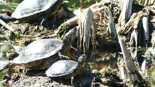 Water turtle 🐢 at Sweetwater Wetlands Park Tucson.  Birdwatching Arizona Sonoran Desert 🏜 😍