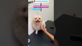 Grooming di Petshop Indonesia (Jabodetabek, Jogja, dan Semarang)