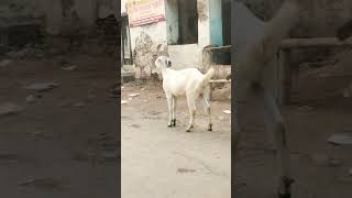 ছাগল #viral #animals #Got