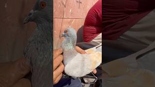 जामा मस्जिद कबूतर मार्केट दिल्ली #jamamasjid #kabootar #birds #pigeon #short #shorts #shortfeed