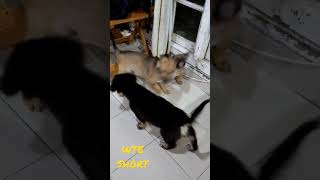 BABY DOG #shortvideo #short #shorts