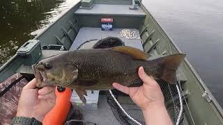 Topwater Smallmouth Bass action on the MISSISSIPPI!!!