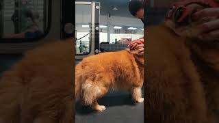 #SHORTS Este perro abandonado se arrastraba por el suelo pidiendo ayuda