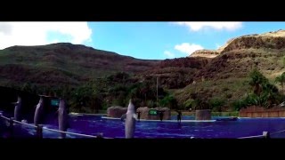 Dolphin show @ Palmitos Park Gran Canaria (Epic Slowmotion)