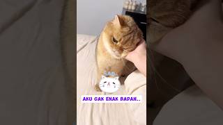 AKU SEDIH, karena gak enak badan #kucing#lucu#funny #makan #animal #shortsvideo #samramu