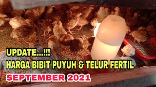 UPDATE HARGA BIBIT PUYUH PETELUR & TELUR FERTIL SEPTEMBER 2021