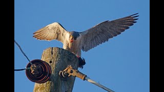 PEREGRINE MALE WITH PREY 2057 FEB. 07, 2024 4849 4953 4985 5000 5018 CC