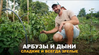 АРБУЗЫ И ДЫНИ БОЛЬШЕ НЕ ПОКУПАЮ. Как вырастить арбузы и дыни в открытом грунте.