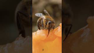 Honey bee asmr