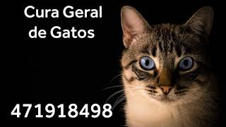 Cura Geral de Gatos com Números Grabovoi - 471918498