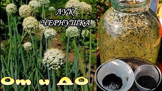 ЛУК  ЧЕРНУШКА От и ДО. Особенности его выращивания