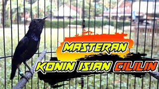 Konin super gacor nembak cililin ! cocok buat masteran