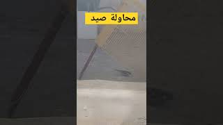 محاولة صيد عصفور فاشلة