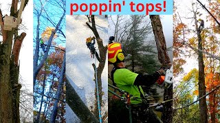 8 minutes of tree topping fun!