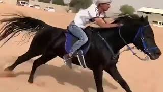 سرعه الخيل الادهم