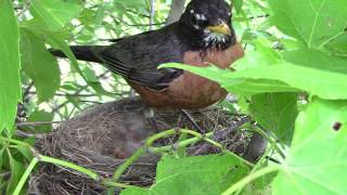 Robin Feeding Baby Bird & Keeping A Close Eye On Nest