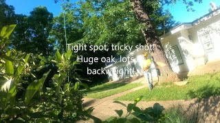 Tight spot, tricky shot! How to fell a big tree!