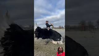 Jimmy really knows how to move?!🕺💃🏽🕺 #ostrich #animals #dance #funny #reaction #shorts