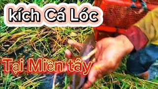 Cá lóc cỏ : kích cá lóc đồng : cuộc sống mưu sinh người dân miền tây  Khép Thìn Vlogs #1