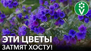 НЕ ТОЛЬКО ХОСТА! Вот еще 7 неприхотливых многолетних цветов с красивой листвой для тени и солнца