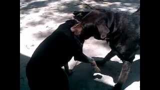 Mixed Breed Dog Martial Arts Fighting