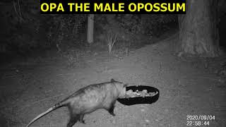 OPA THE MALE OPOSSUM