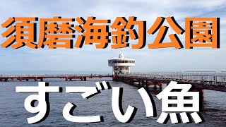 須磨海づり公園の水中映像　すごい魚