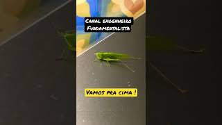 Grilo dentro de casa chama dinheiro ?