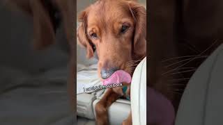 Those eyes at the end 🥹 #goldenretrieverlife #goldenretrievers #funnydogvideos