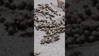 Why are these crabs making sand bubbles?