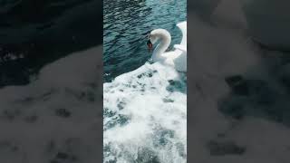 Swan Attack