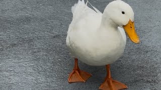 Hiiiii! 🦆🩵#shorts #fyp #viralvideo #comedyvideos #funnyvideos #cute #funny