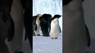 Emperor penguin moms and dads switch roles - Exciting Facts about the World #art #facts #earth