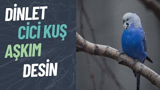 Cici Kuş - Aşkım Diyen Muhabbet Kuşu | Muhabbet Kuşu Çoklu Ses Eğitimi!