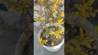 pomegranate  growing  in  pot#viralshort #ytshort #trendingshorts #ytshort