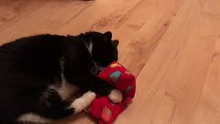 CAT playing with pillow