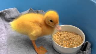 Small duck