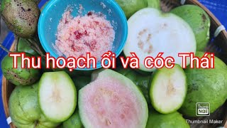 Thu hoạch ổi Thái và cóc Thái chấm muối ớt ăn tại vườn rất ngon.